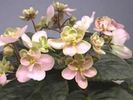 Heartland_s Lime Sherbet