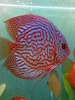 discus