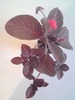 Kee-Wee (1)