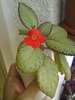 Episcia (1)
