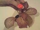 Episcia Alice's Aussie