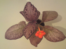 Episcia Alice's Aussie