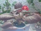 Episcia Alice's Aussie