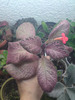 Episcia Alice's Aussie