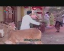 bscap378