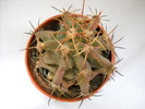 Ferocactus glaucescens