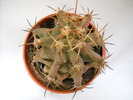 Ferocactus glaucescens