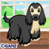 afghan_hound[1]