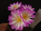 DSC08777