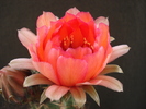 DSC08851