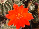 DSC08871