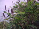 amorpha