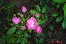 poze noi 229