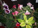 Flori-03 010