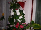 Flori-03 003