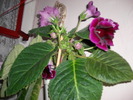 Flori-03 004