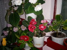 Flori-03 005