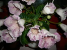 Flori-03 006