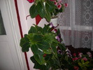 Flori-03 008