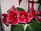 Flori-03 012