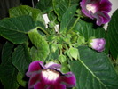 Flori-03 011
