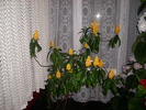 Flori-03 016