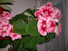 Flori-03 015