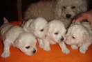 11614085_SSKPITEEL