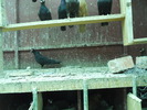 DSCN0827
