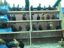 DSCN0829