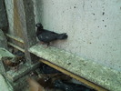 DSCN0868