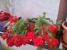 bouvardia inflorita