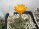 Sulcorebutia verticilacantha v. aureiflora - 01.06