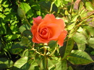 P1013630
