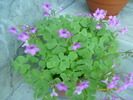 oxalis