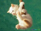 cat01