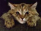 Kitty Bored
