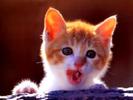Miau 1