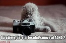 poze-amuzante-pisica-fotograf