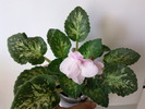 GENETIC BLUSH