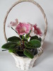 Tigrina Pink L