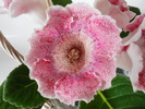 Tigrina Pink L