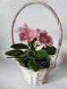 Tigrina Pink L