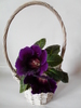 Violacea