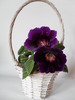 Violacea