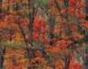 autumn-forest-red