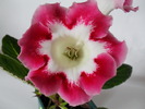 Rosalinda