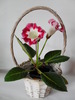 Rosalinda
