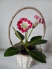 Rosalinda