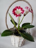 Rosalinda
